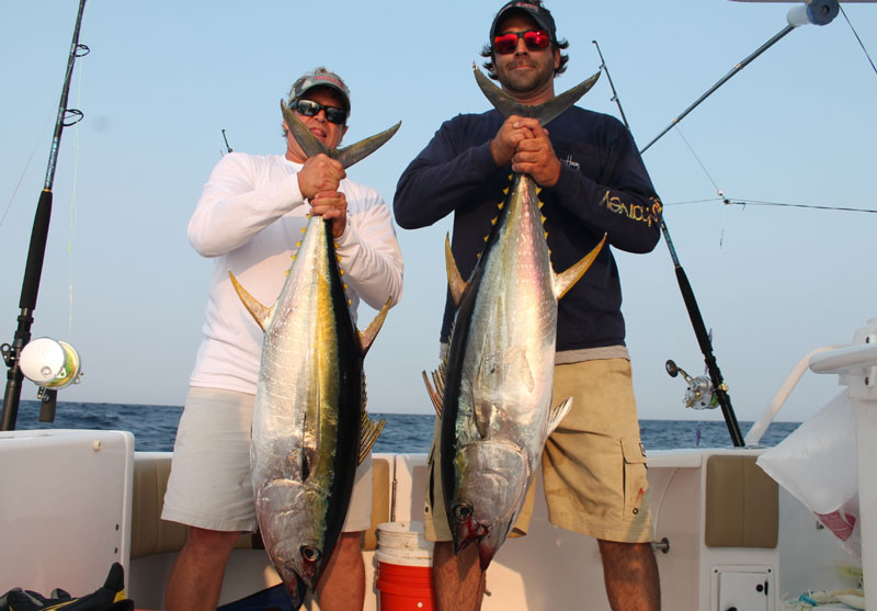 yellowfin tuna