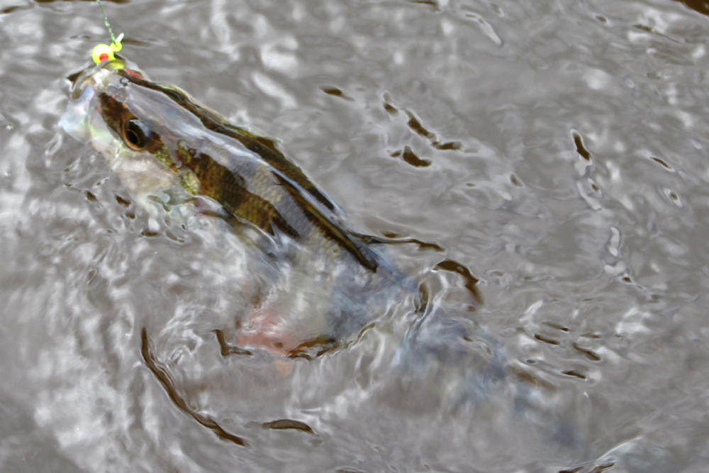 yellow perch fishing in winter